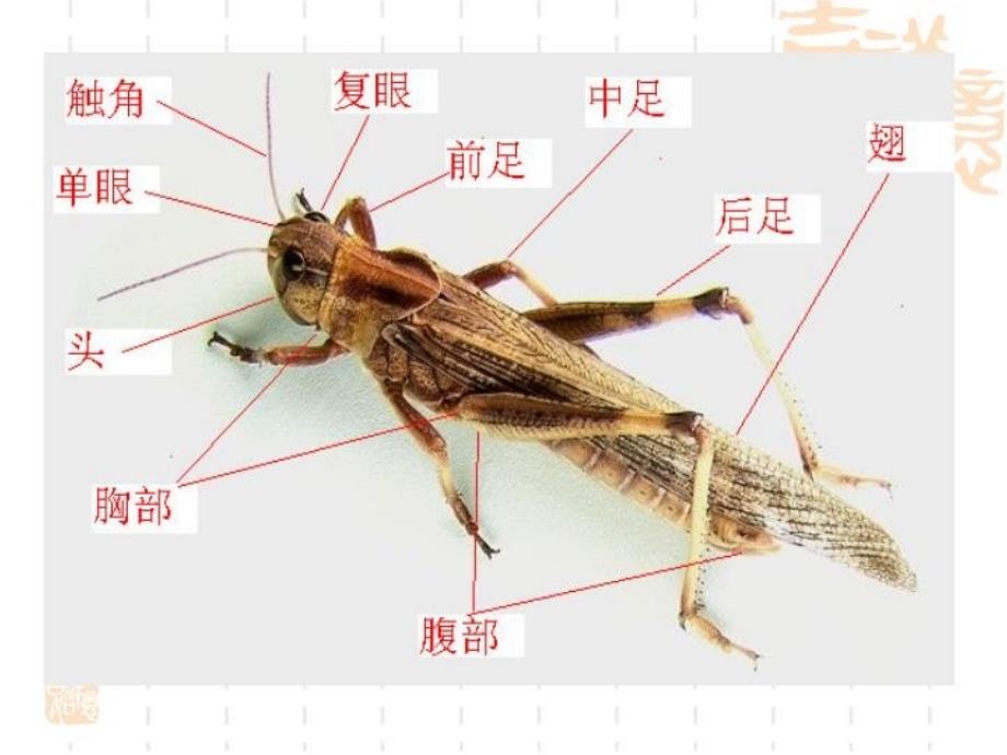 最新园林植物病虫害防治课件2ppt课件幻灯片_第4页