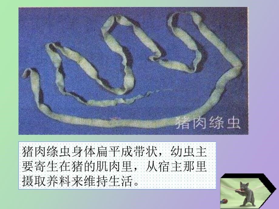 生物下册动物的主要群类_第5页