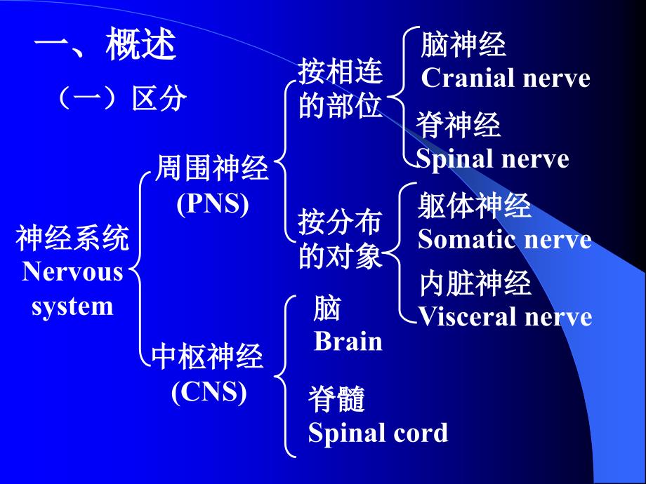 【解剖】神经总论脊髓_第2页