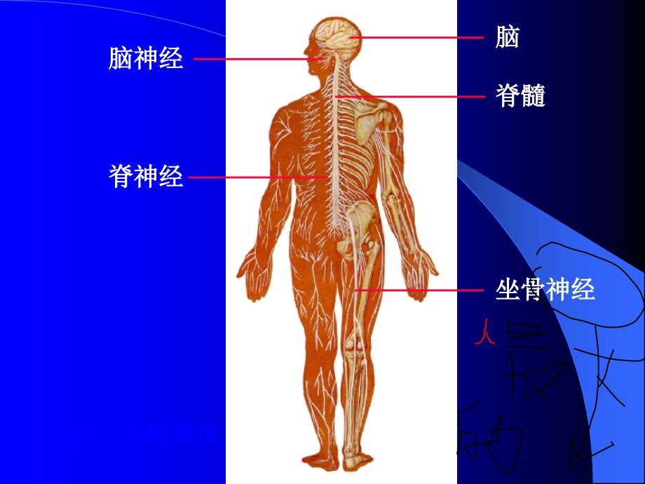 【解剖】神经总论脊髓_第3页