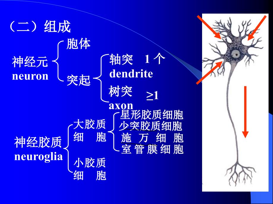 【解剖】神经总论脊髓_第4页