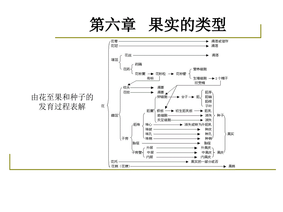 药用植物学-淅江大学06果实教学内容_第3页