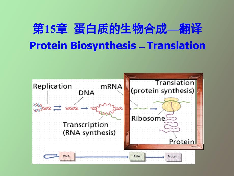 蛋白质的生物合成-翻译_第1页