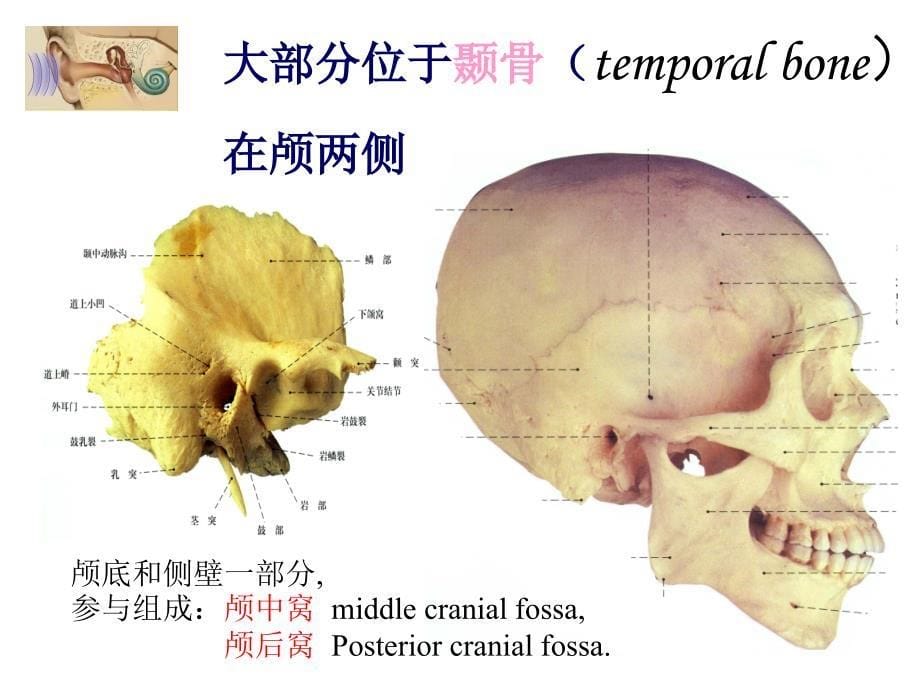 耳部解剖及生理.ppt_第5页