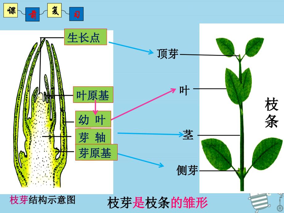 八年级生物上册 4.1.7《植物的营养生殖》2 （新版）济南版_第1页