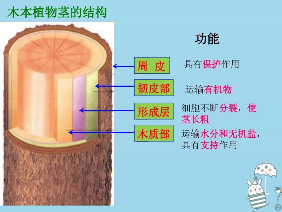 八年级生物上册 4.1.7《植物的营养生殖》2 （新版）济南版_第2页