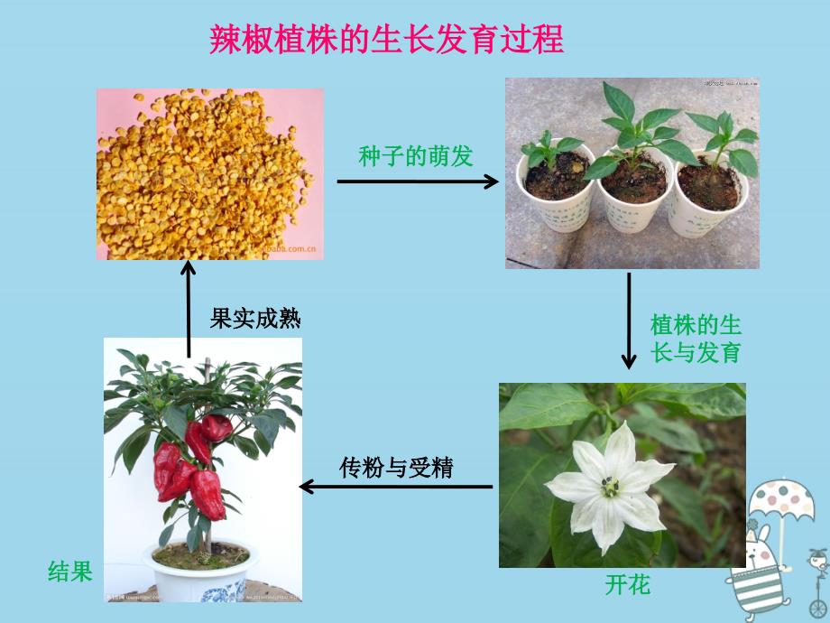 八年级生物上册 4.1.7《植物的营养生殖》2 （新版）济南版_第3页