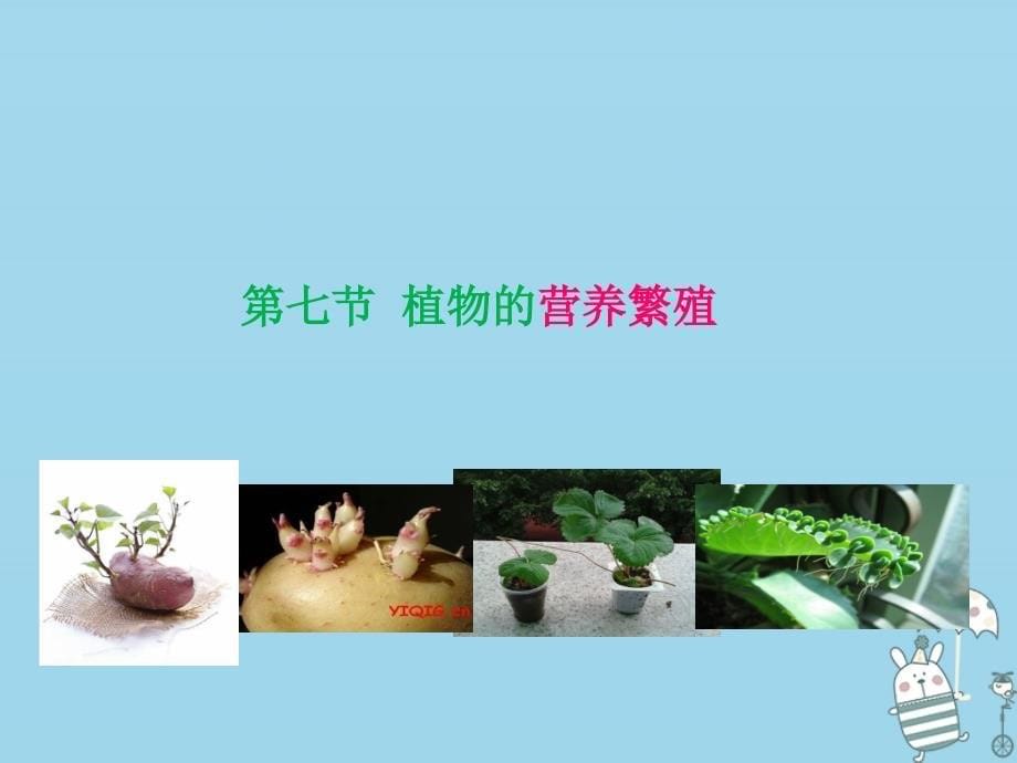 八年级生物上册 4.1.7《植物的营养生殖》2 （新版）济南版_第5页