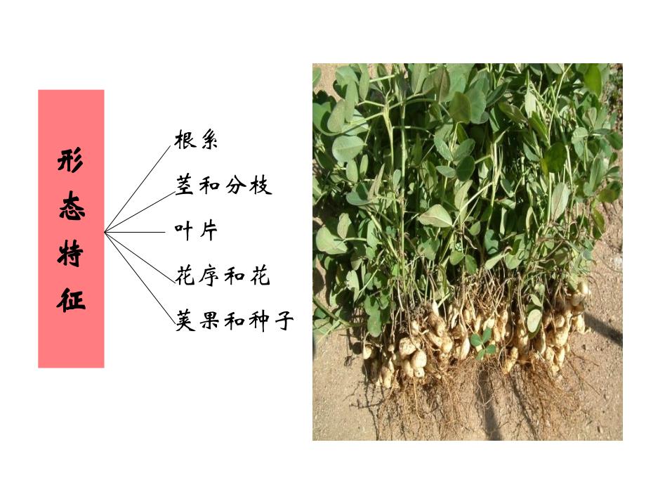 第二讲花生栽培的生物学基础_第4页