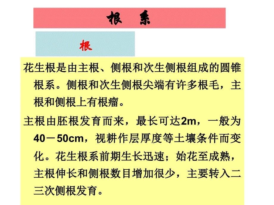 第二讲花生栽培的生物学基础_第5页