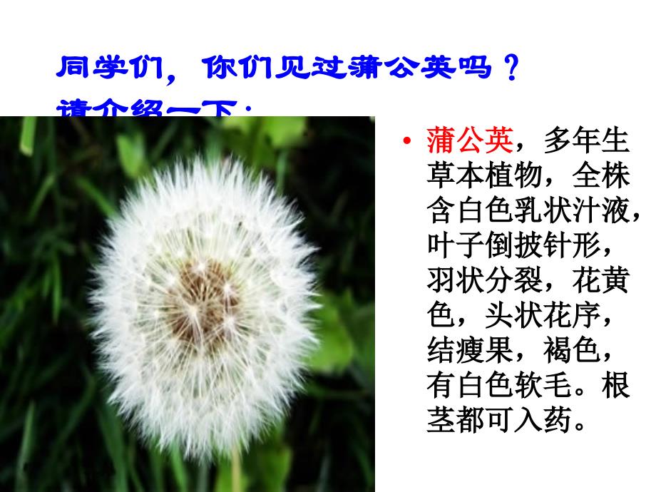 三年级语文上册第一组2金色的草地第一课时课件_第2页