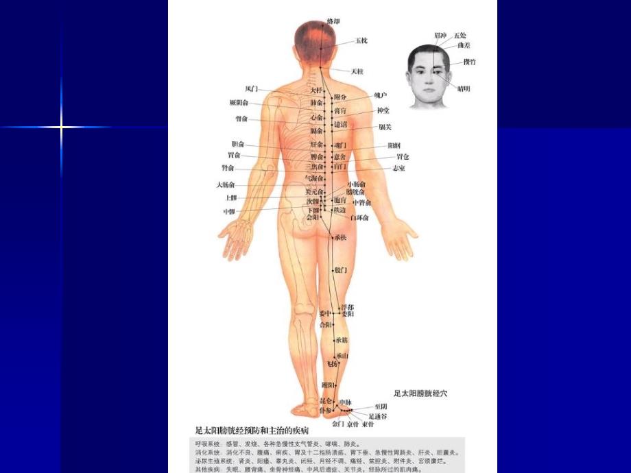 B足太阳膀胱经(重点)_第3页