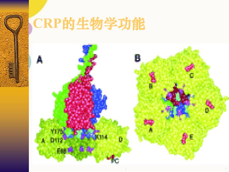 C反应蛋白及临床应用PPT课件_第4页