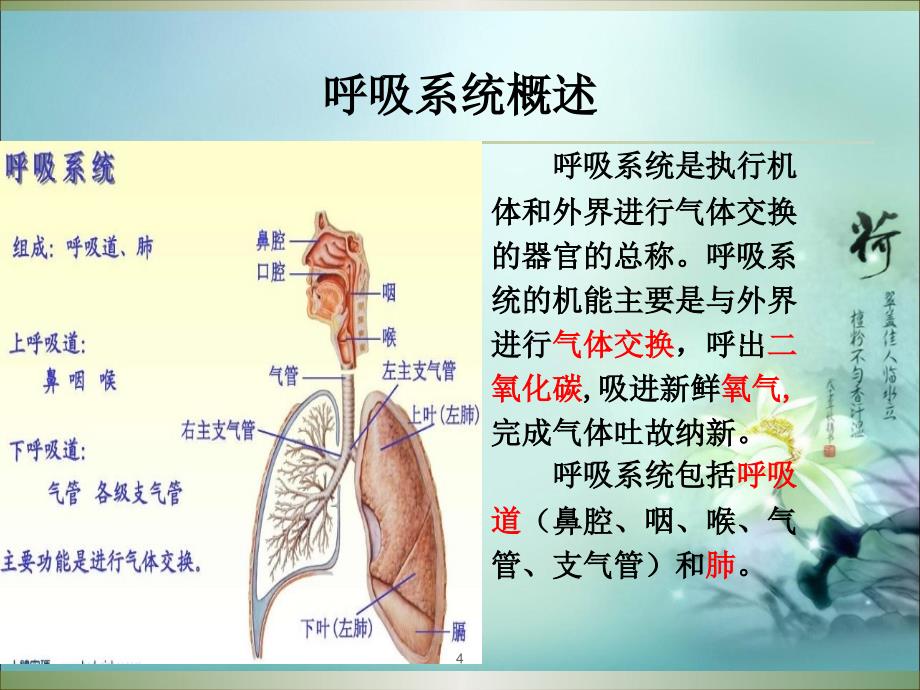 规培呼吸精选幻灯片_第4页