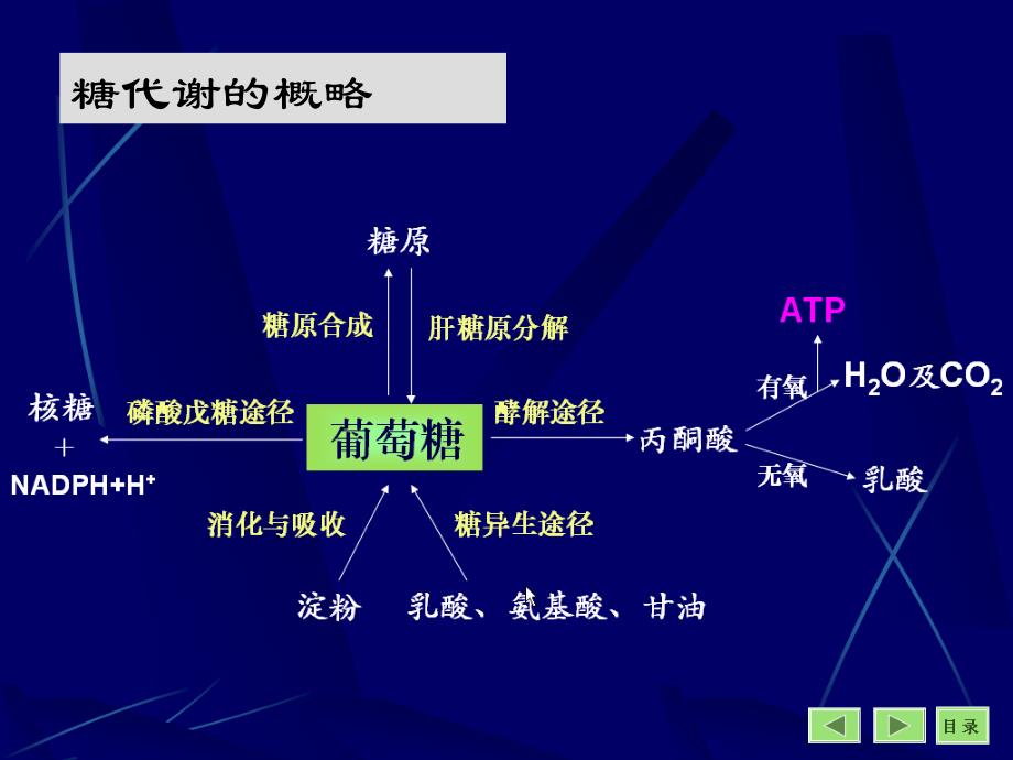 生化13糖酵解ppt课件_第1页