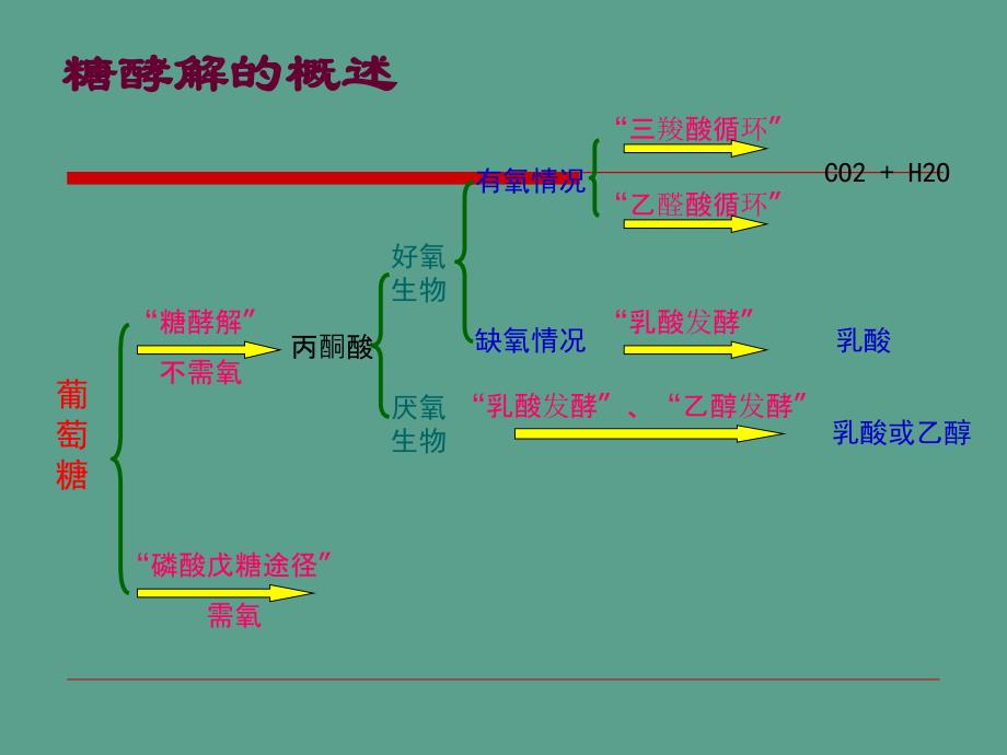 生化13糖酵解ppt课件_第2页