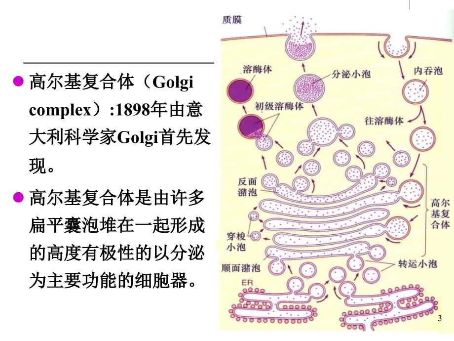 细胞生物学高尔基体_第3页