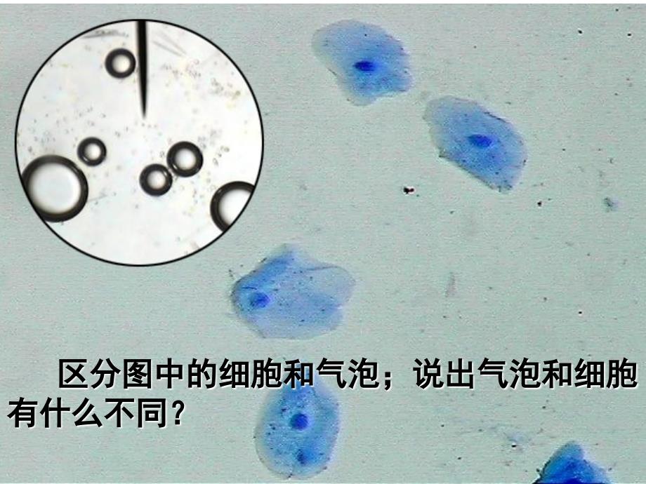 细胞膜―系统的边界_第2页