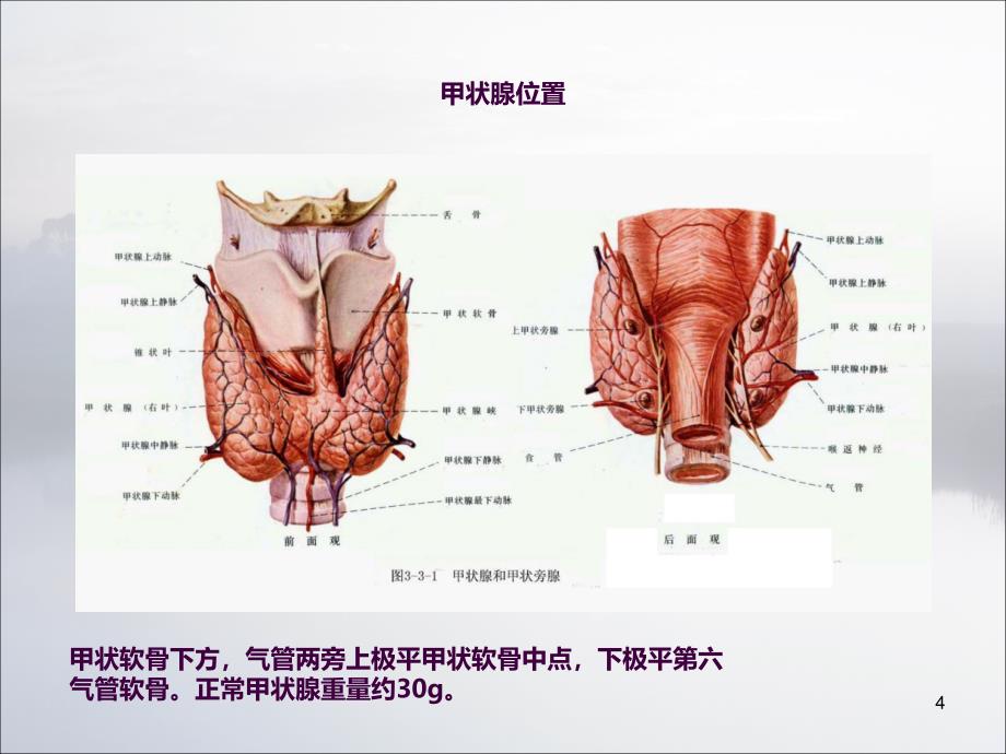 甲状腺术后护理查房ppt课件_第4页