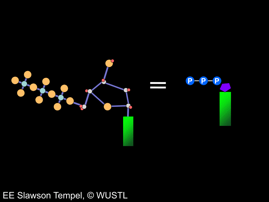 Illumina测序原理PPT课件_第3页