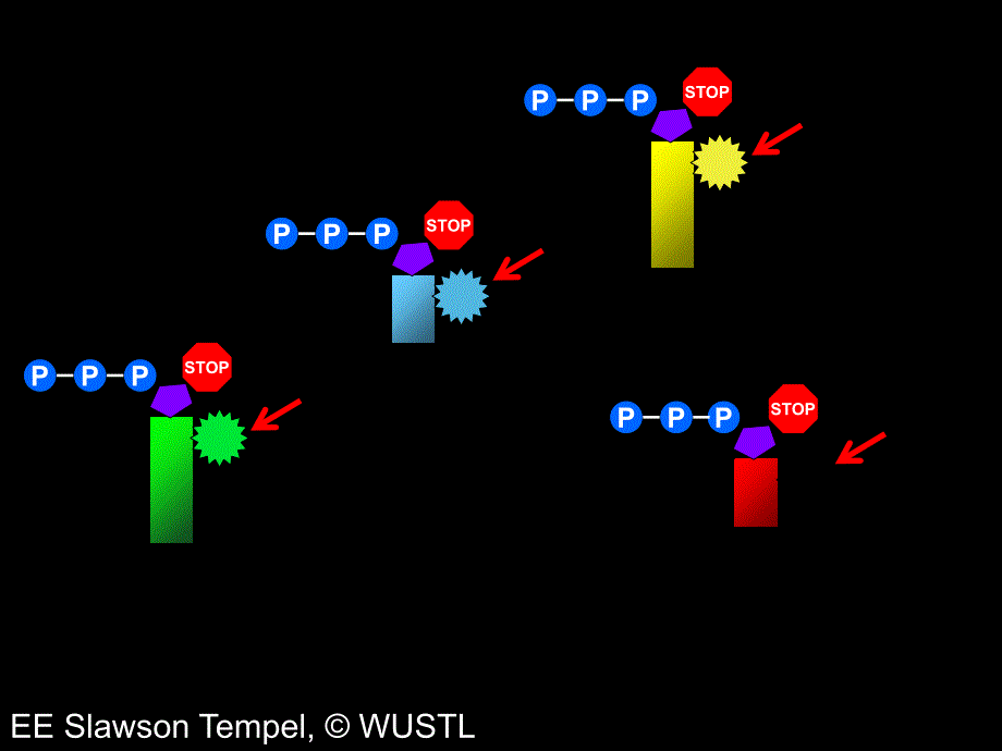 Illumina测序原理PPT课件_第4页