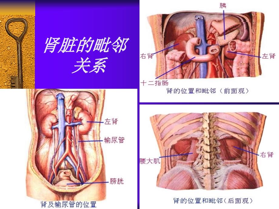 01泌尿系统疾病总论_第3页