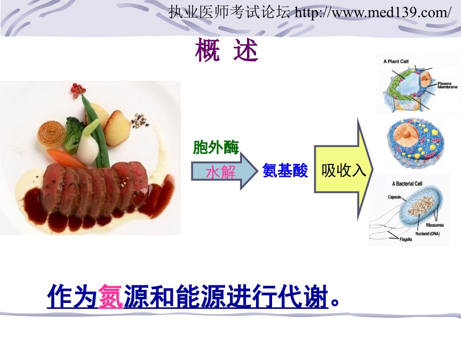 执业医师氨基酸代谢.ppt_第2页