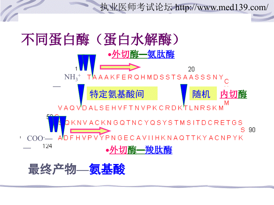 执业医师氨基酸代谢.ppt_第3页