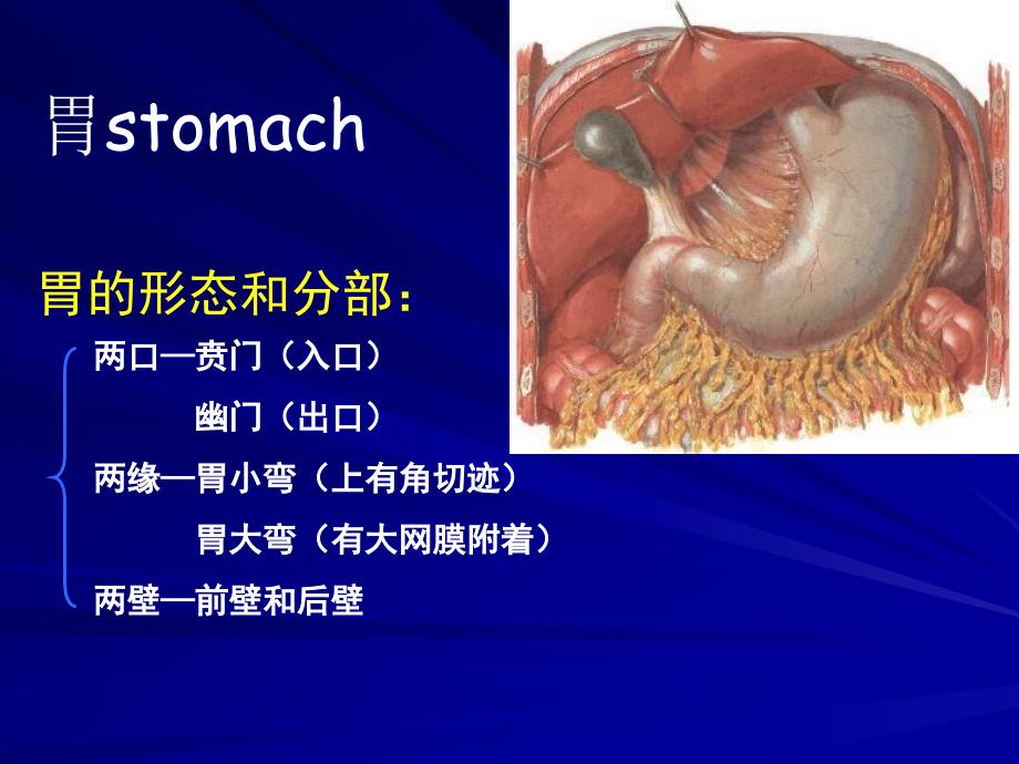 第9章胃炎胃溃疡胃癌阑尾炎_第4页