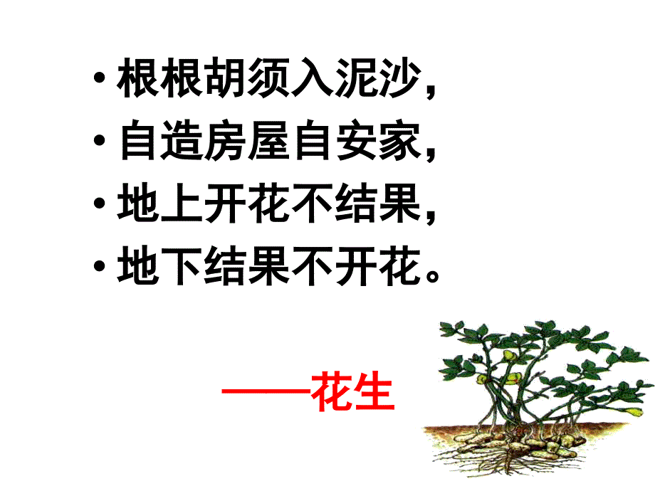 李明辉落花生课件_第1页