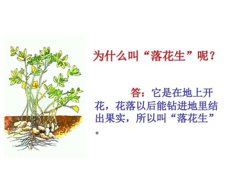 李明辉落花生课件_第5页