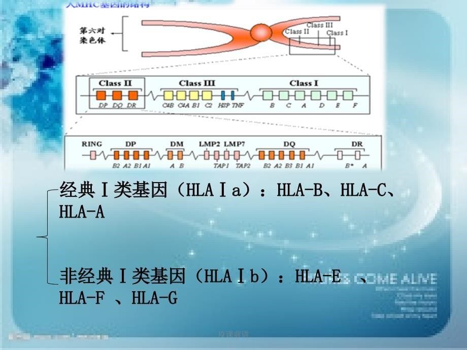 疫课前讲课件_第5页