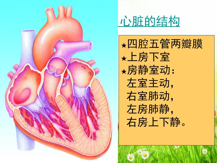 科学家的故事　血液循环的发现_第3页