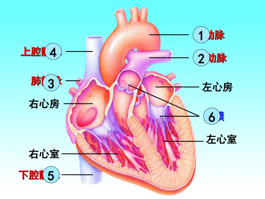 科学家的故事　血液循环的发现_第4页