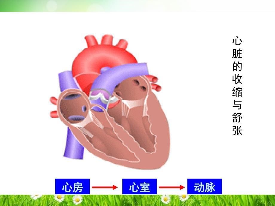 科学家的故事　血液循环的发现_第5页