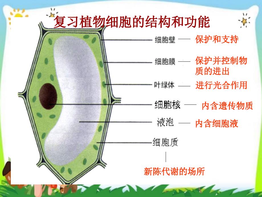 人教版七年级生物上册动物细胞ppt课件_第2页