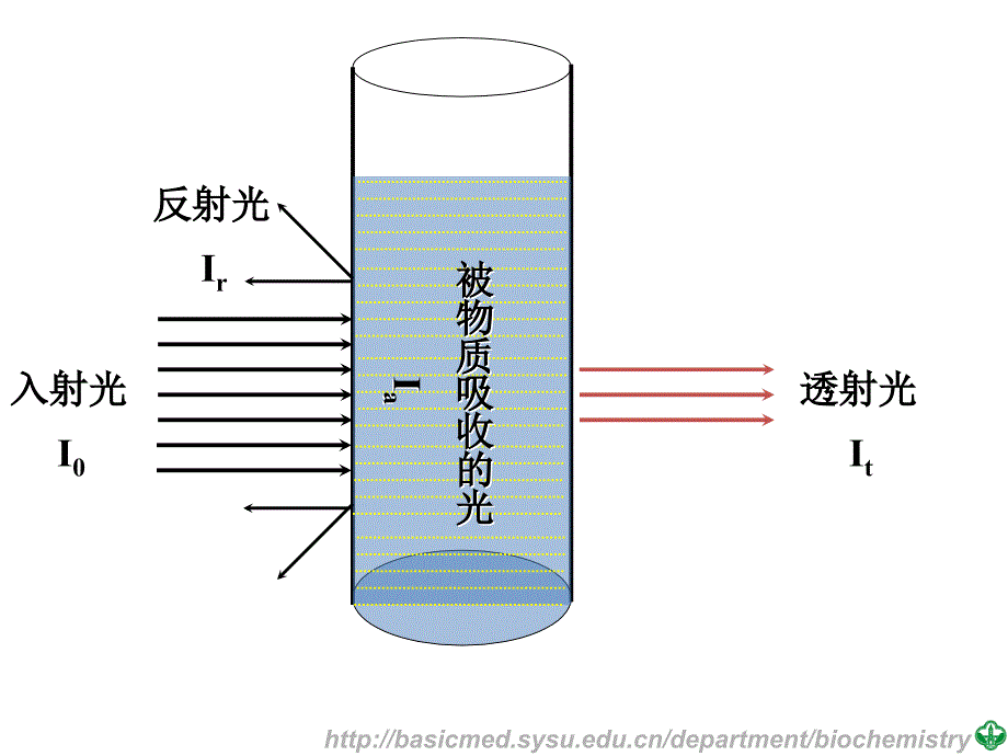 分子医学技能：实验六离子交换层析和紫外分光光度法测蛋白质_第4页