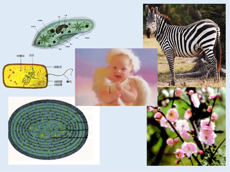 高一生物苏教版必修1教学课件：第3章 3.2细胞的类型和结构_第2页