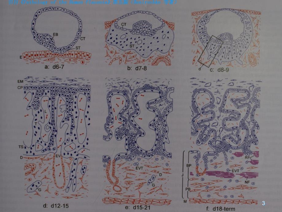 胎盘发育与组织学ppt课件_第3页