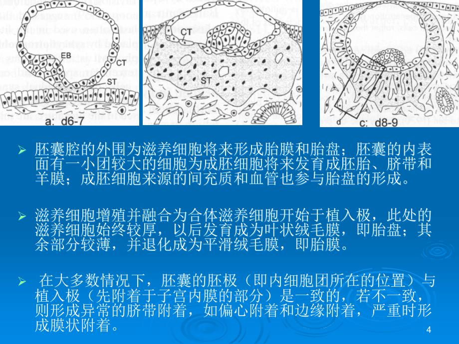 胎盘发育与组织学ppt课件_第4页