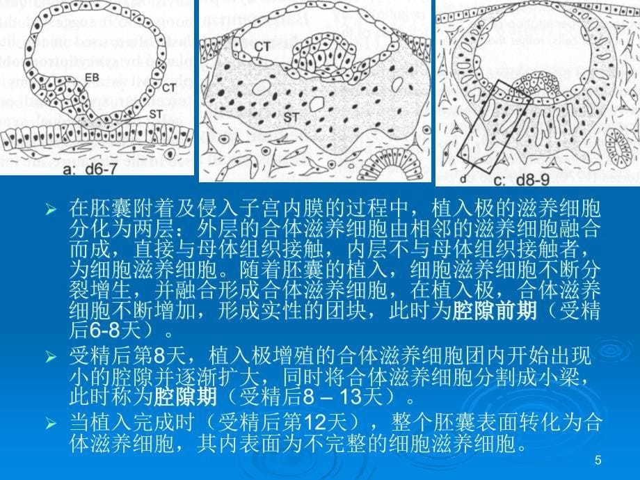 胎盘发育与组织学ppt课件_第5页