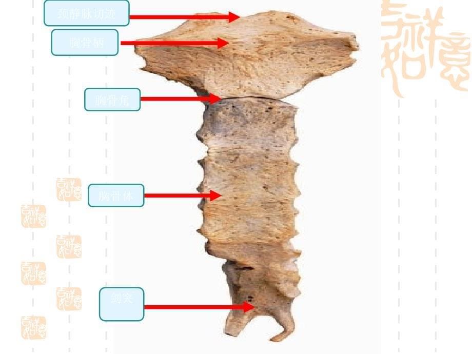 临床本科系统解剖学标本考试_第5页