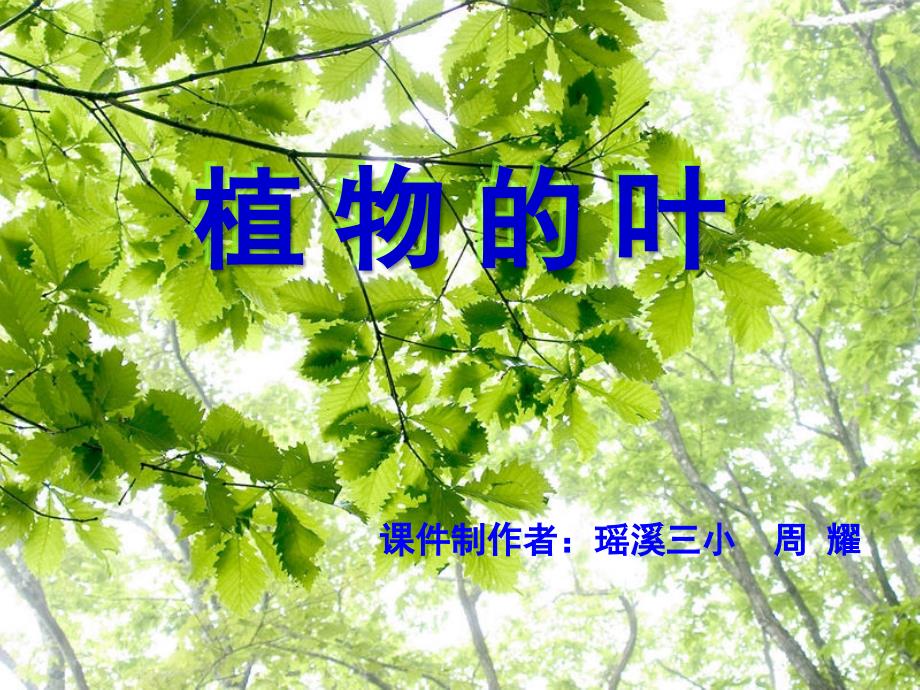 教科版小学科学三年级上册第一单元《植物的叶》PPT课件_第1页