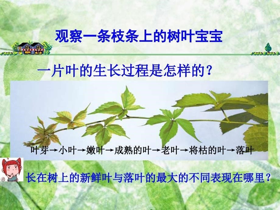 教科版小学科学三年级上册第一单元《植物的叶》PPT课件_第5页