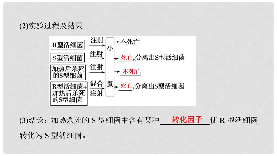 高考生物大一轮复习 第五单元 遗传的分子基础 第1讲 DNA是主要的遗传物质课件_第4页