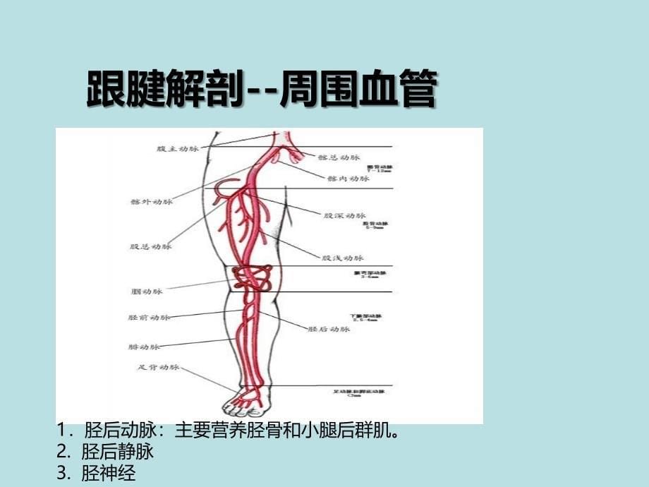 跟腱断裂解剖_第5页