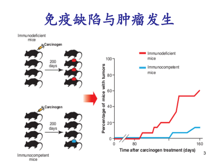 医学免疫学课件：15-肿瘤免疫_第3页