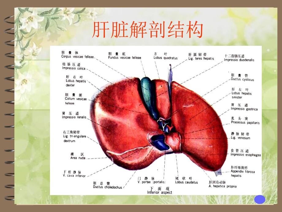 《肝癌患者的护理》PPT课件_第4页