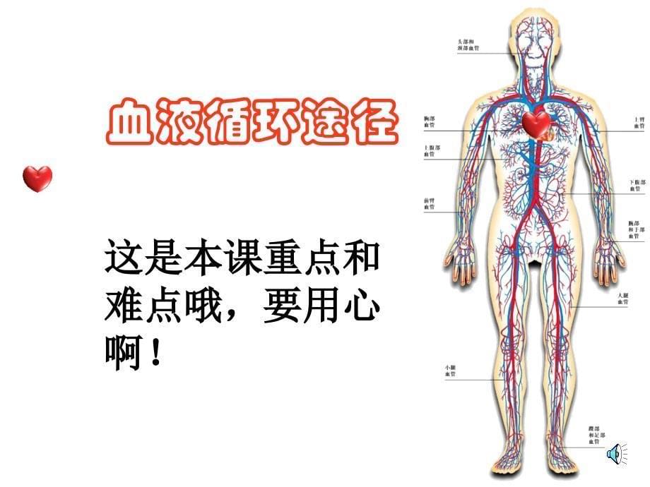 最新心脏和循环教学ppt课件PPT文档_第5页