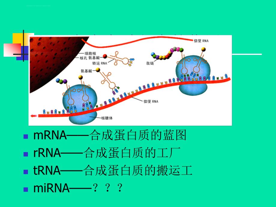 miRNA及其发展和应用ppt课件_第2页